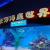伟叔  的头像