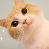 夏日甜心的头像