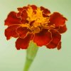 静静(桂花小号）的头像