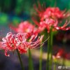 彼岸花的头像