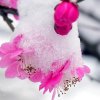 傲雪寒梅的头像