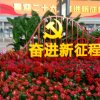 39号飞鹰，鹦鹉的头像