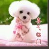 薇儿的头像
