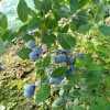 蓝莓果园的头像