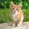 猫的头像