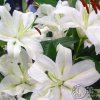 淡雅百合秀珍的头像