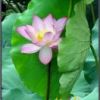 小芬的头像