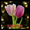 英子姐的头像