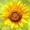 太阳花的头像