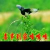 报喜鸟的头像