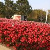 桂芳的头像