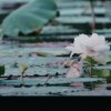 平淡人生的头像