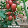 春天的风的头像