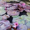 兰花草mo的头像