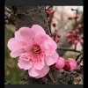 Cyndis洪英(小号)的头像