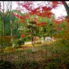 茉莉花茶《停币》的头像