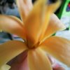 小苹果的头像