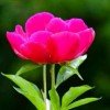 无言歌的头像