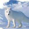 天山雪狼的头像