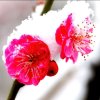  腊梅花 的头像