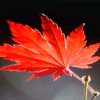 枫韵紫秋（枫叶）的头像