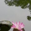 无忧花开的头像
