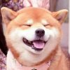 莫的头像