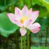 黄丽芳的头像