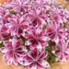 梅花芬芳的头像