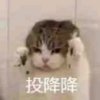 陆北北的头像