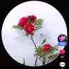 一片雪花的头像