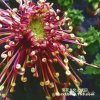 花的头像