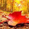 秋枫红叶的头像