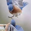 玉碎的头像