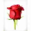红玫瑰的头像