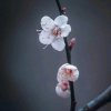 荒野静默《岁月如歌》的头像
