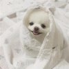 晨曲的头像