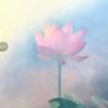  张丽英的头像