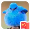 蓝鸟（退）的头像