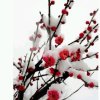雪中一枝梅的头像