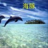 海豚的头像