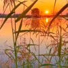 蕉棠两植的头像