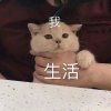 L先生的头像
