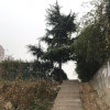 ygx的头像