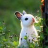 兔小白的头像