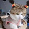 さくら的头像