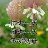 平安幸福的头像