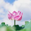 雾里看花的头像