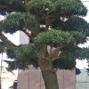 依然—阳光的头像