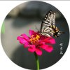 Butterfly的头像